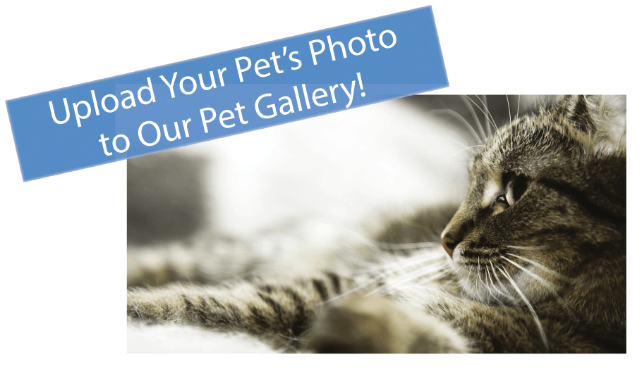 Janesville Veterinarian All Creatures Small Animal Hospital