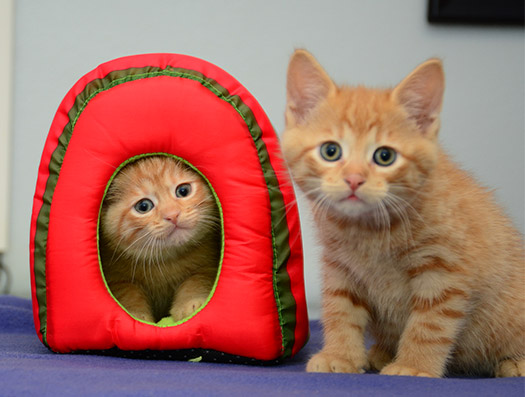 kitten-care-all-creatures-small-animal-hospital-janesville