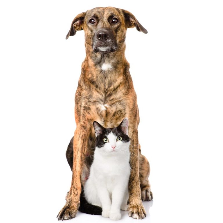 Veterinary Services All Creatures Small Animal Hospital WI Vet