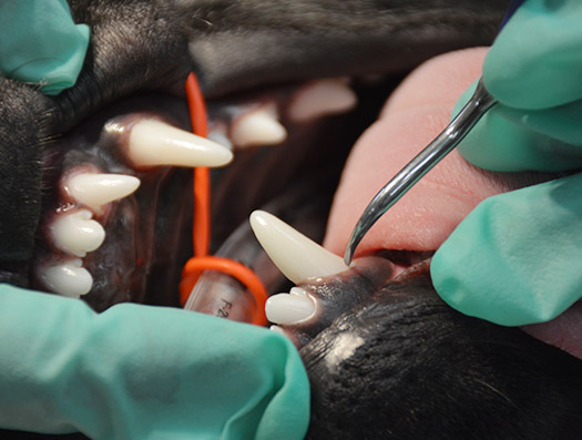 veterinary-dental-procedures-janesville-wi